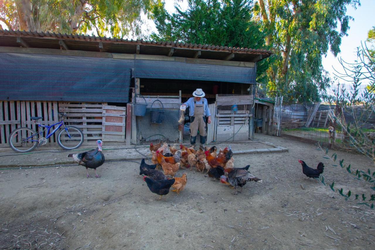 Loukas Farm House Agios Kirikos  Ngoại thất bức ảnh